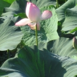 上池の蓮花2010