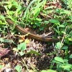 にょろにょろ