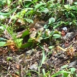 IMG_1106.JPG