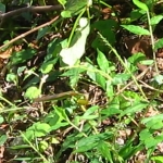 IMG_1115.JPG