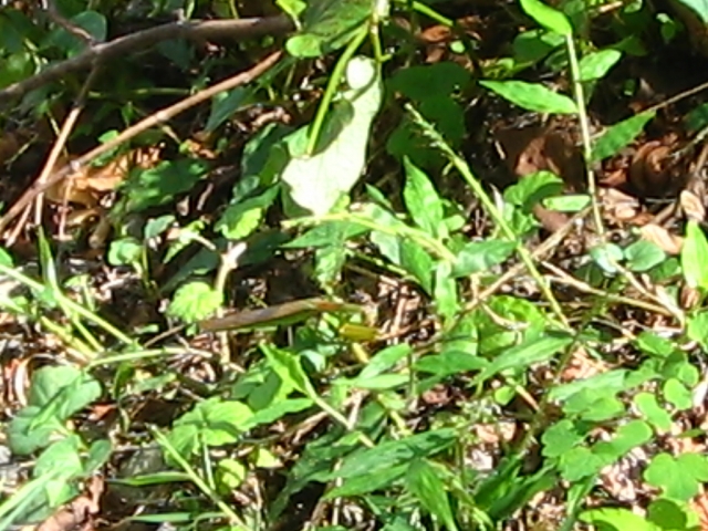 IMG_1115.JPG