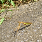 IMG_1071.JPG