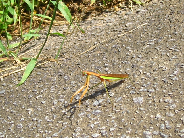IMG_1071.JPG