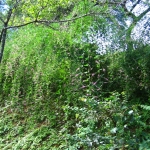 IMG_1074.JPG
