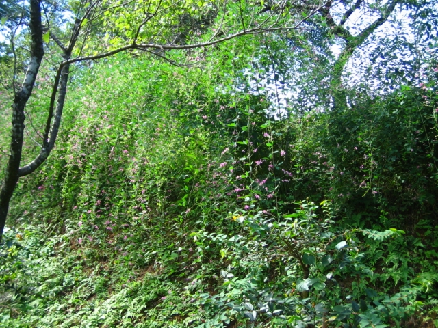 IMG_1074.JPG
