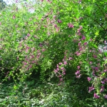 IMG_1077.JPG