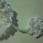 ゆれる小花のシュシュ・ホワイト