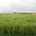 伸び切ったアスパラ（赤い実）