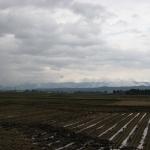 刈田の藤島2010初秋