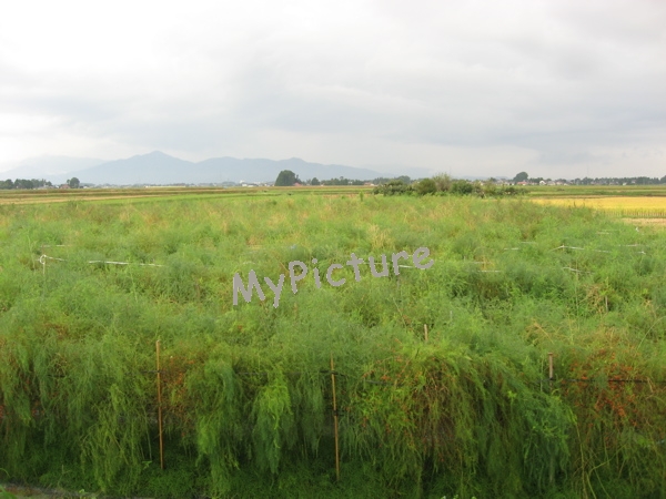 伸び切ったアスパラ（赤い実）