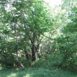 IMG_3249.jpg