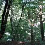 IMG_3250.jpg