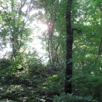 IMG_3251.jpg