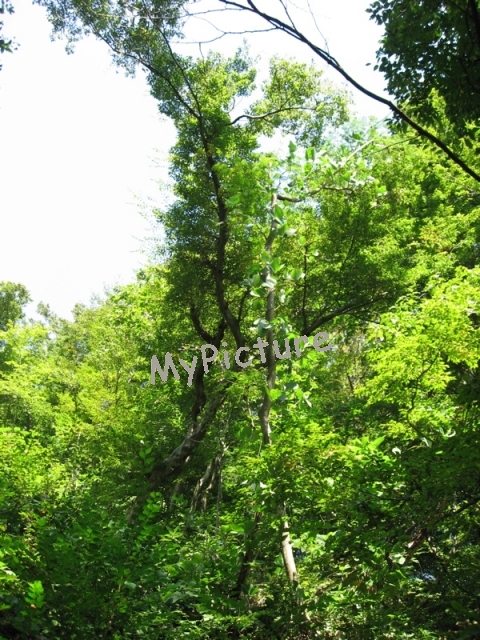 IMG_3260.jpg