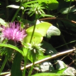 IMG_3263.jpg