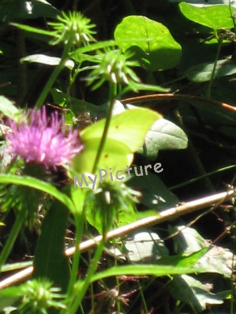 IMG_3263.jpg