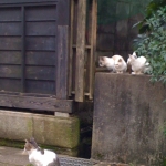 iPhone-141010-2123.jpg