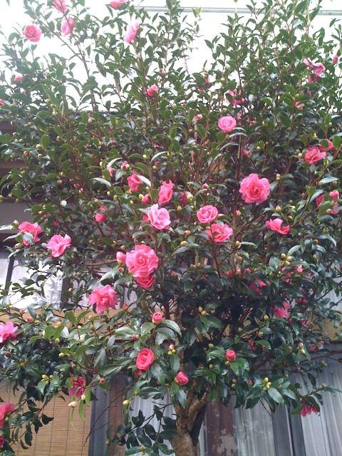 iPhone-181110-1727.jpg