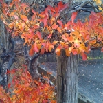 iPhone-041210-1413.jpg