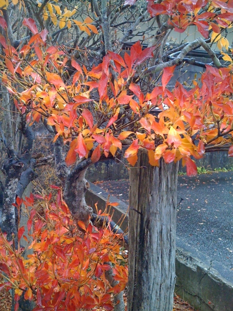 iPhone-041210-1413.jpg