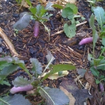 IMG_1905.jpg