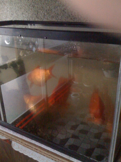 2011-01-03 001.jpg