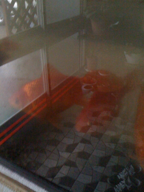 2011-01-03 002.jpg