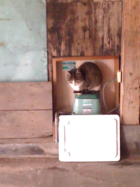 2011-01-05 004.jpg
