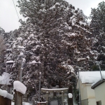 2011-01-15 004.jpg