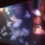 iPhone-060311-0904.jpg