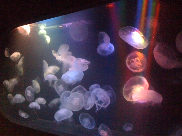 iPhone-060311-0904.jpg