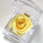 大切な人へのプレゼント　ローズボックス　　　イエロー