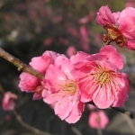 鶴岡湯田川温泉梅林公園