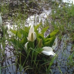 iPhone-090511-2045.jpg