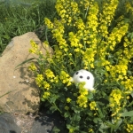 にじいろごまちゃんTMストラップ