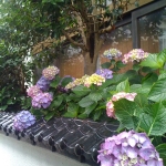 玄関先のあじさい