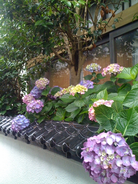 玄関先のあじさい