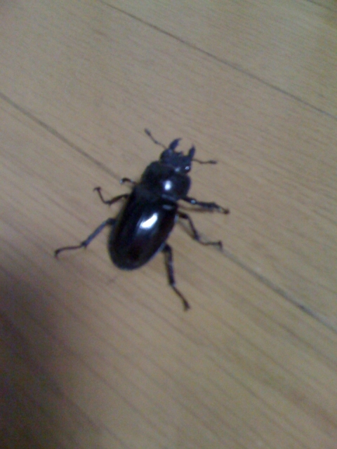 iPhone-140711-0834.jpg