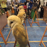 PAP_0041.JPG