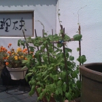 iPhone-120811-2032.jpg