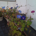 iPhone-090911-0757.jpg