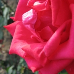 IMG_0421.jpg