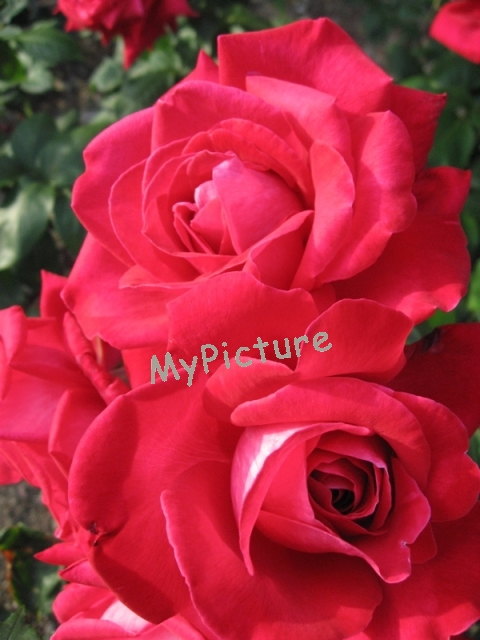 IMG_0424.jpg