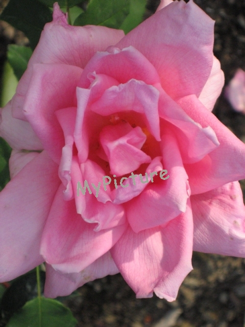 IMG_0433.jpg