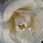 IMG_0435.jpg