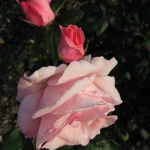 IMG_0453.jpg