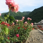 IMG_0463.jpg