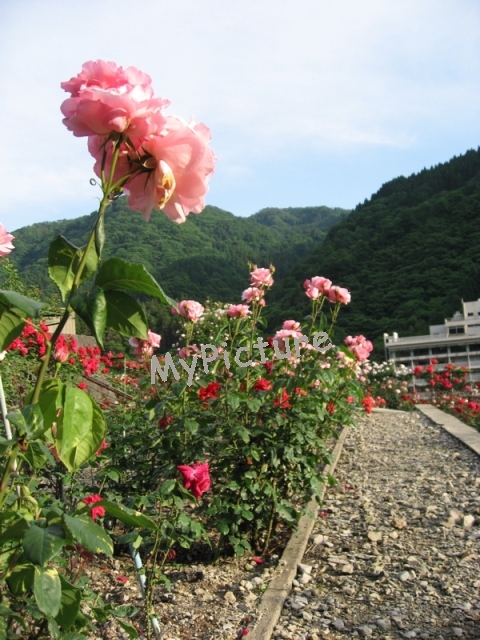 IMG_0463.jpg
