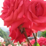IMG_0466.jpg