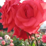 IMG_0467.jpg